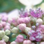 The gardens at Hidcott Manor, England